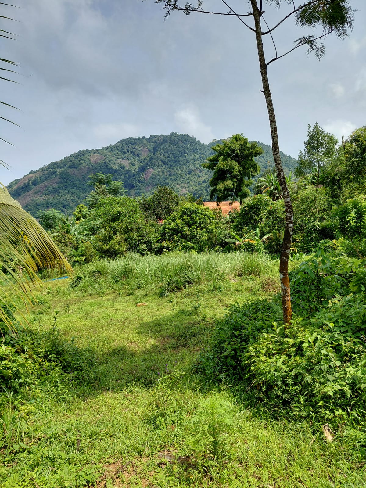Dream Acres - Natural Pool and Waterfall Farm Homestay in Koodaranji, Kozhikode - 9