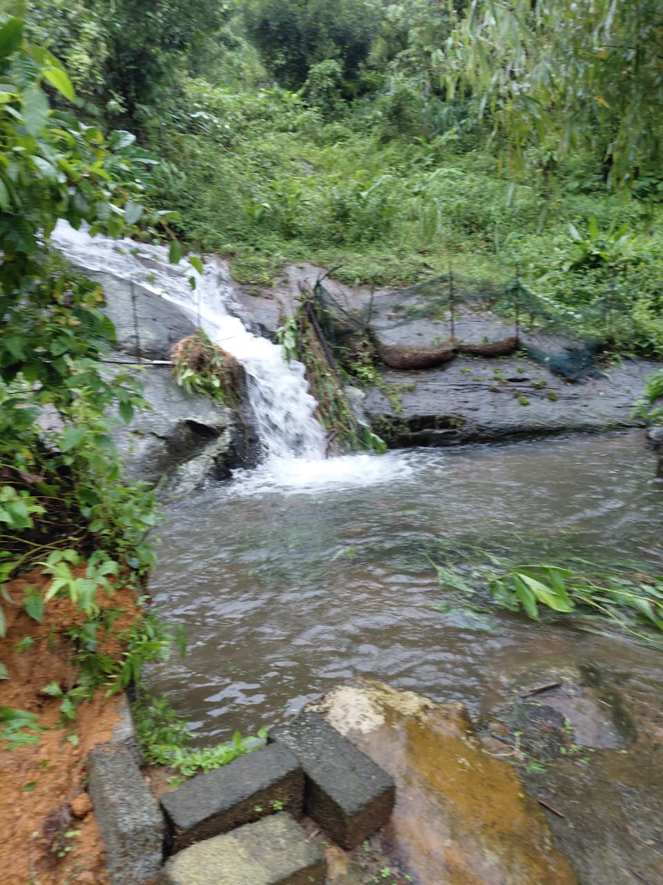 Dream Acres - Natural Pool and Waterfall Farm Homestay in Koodaranji, Kozhikode - 12