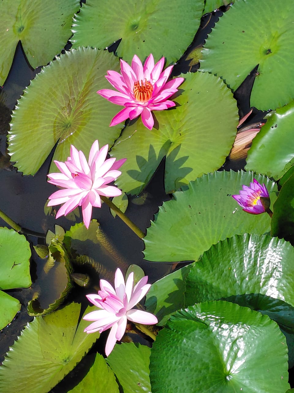 Dream Acres - Natural Pool and Waterfall Farm Homestay in Koodaranji, Kozhikode - 10