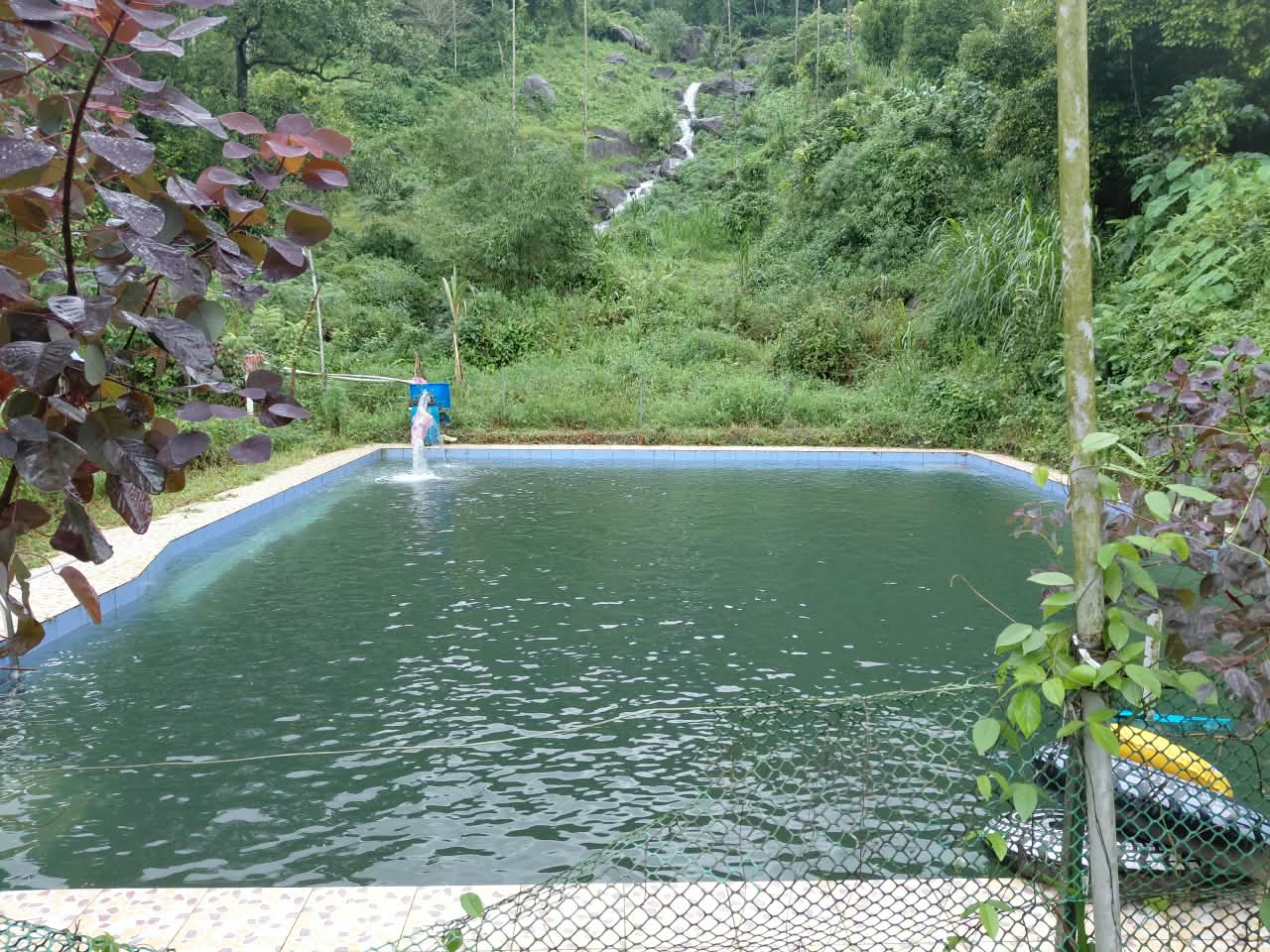 Dream Acres - Natural Pool and Waterfall Farm Homestay in Koodaranji, Kozhikode - 13